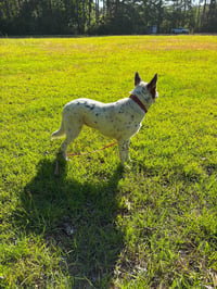 Pippa - Photo 3