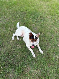 Pippa - Photo 4
