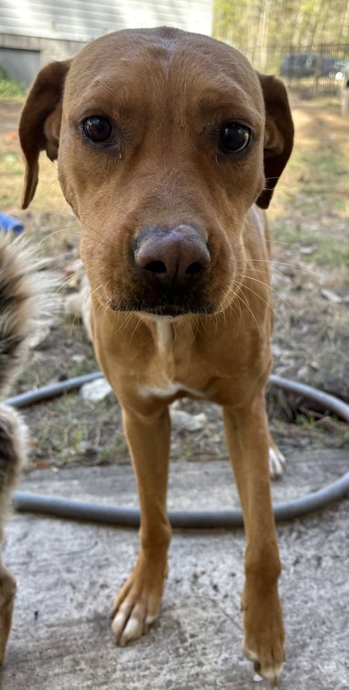 SUNFLOWER - Labrador Retriever for adoption in Mount Pleasant
