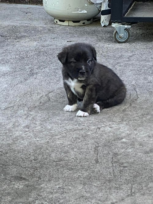 HICKORY - Unknown available for adoption