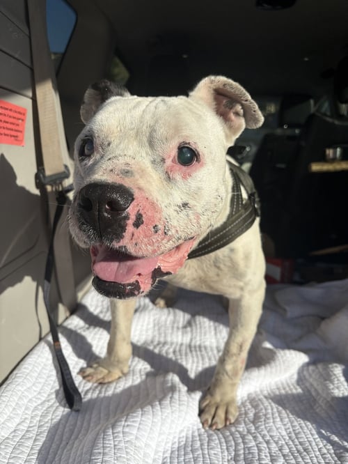 JACK - Pit Bull Terrier available for adoption