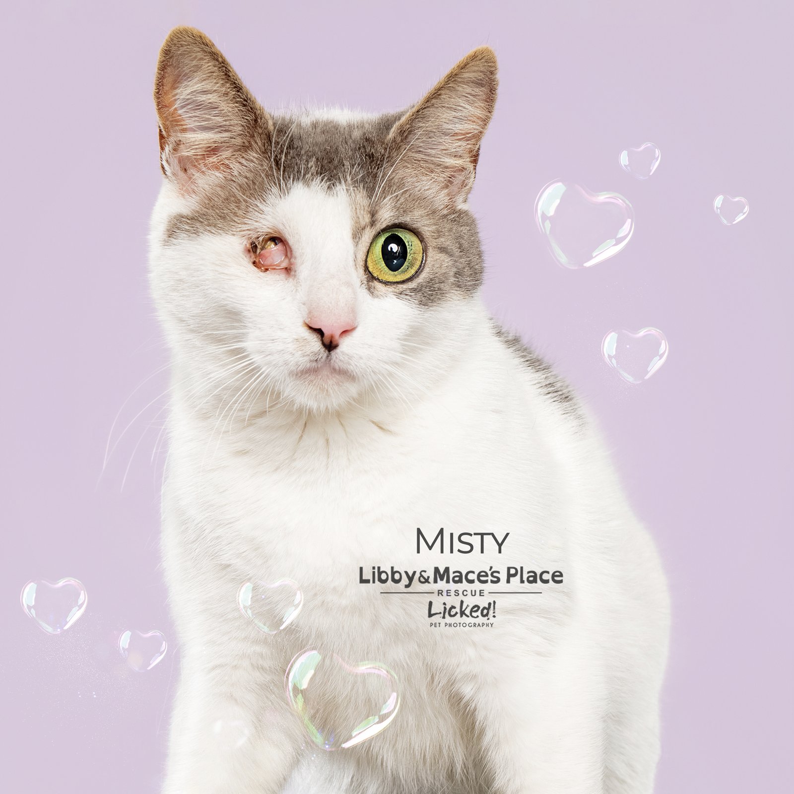 MISTY - Domestic Short Hair available for adoption
