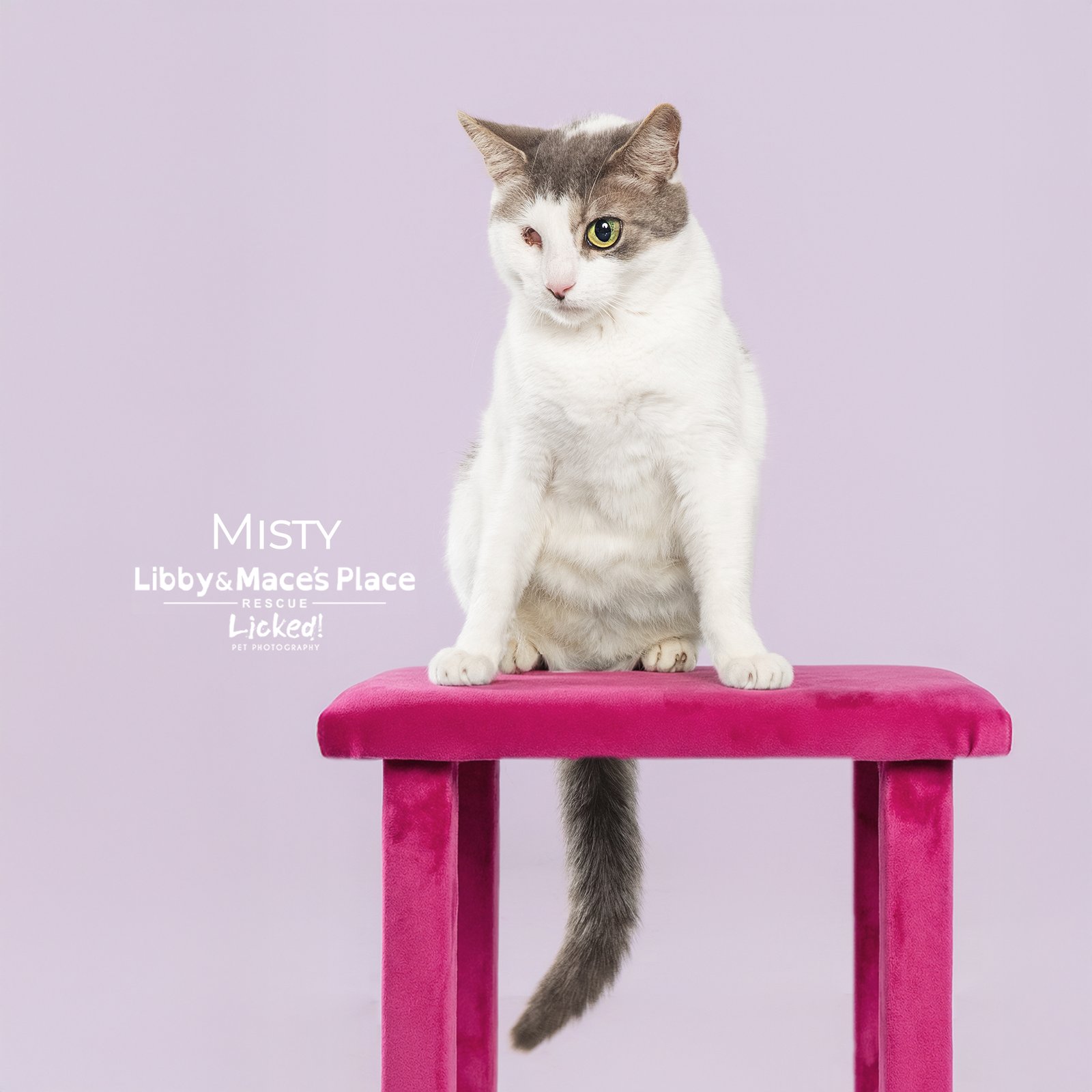 MISTY - Domestic Short Hair available for adoption
