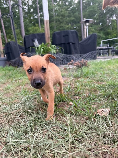 FRANK - Unknown available for adoption