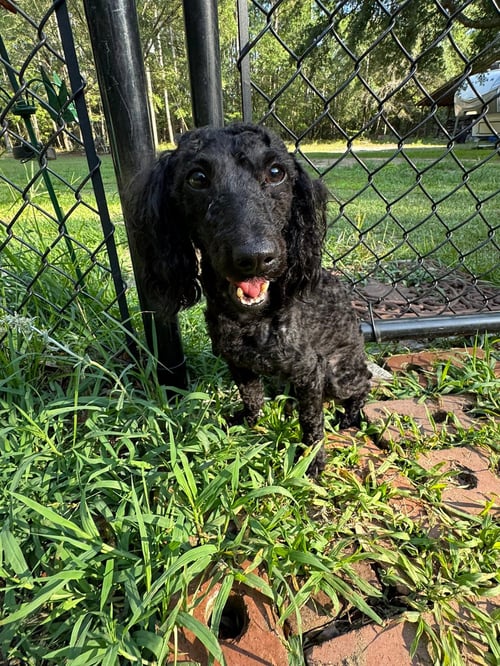 KODAK - Poodle (Miniature) available for adoption