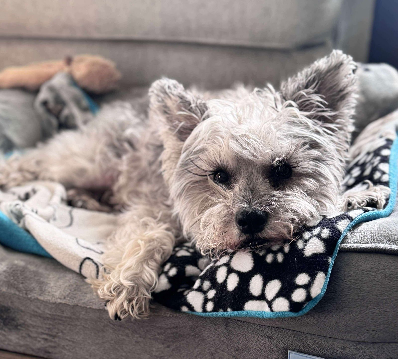 OSCAR - Schnauzer available for adoption