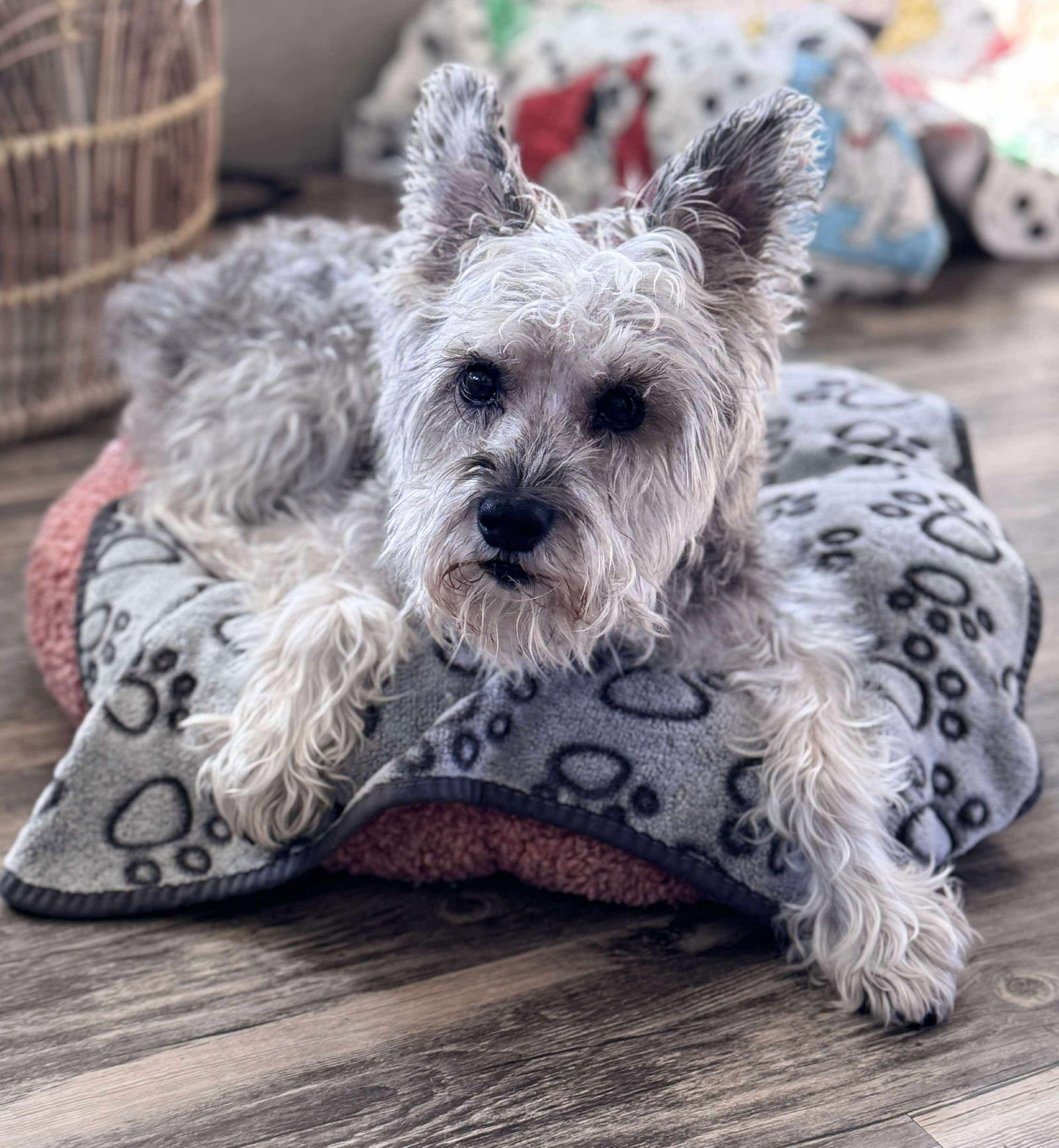 OSCAR - Schnauzer available for adoption