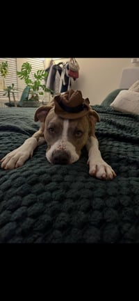Dino - Photo 4