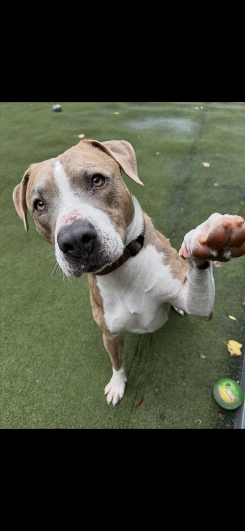 DINO - American Pit Bull Terrier for adoption in Greensboro