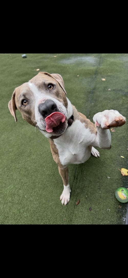 DINO - American Pit Bull Terrier available for adoption