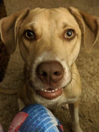 Deacon - Photo 5