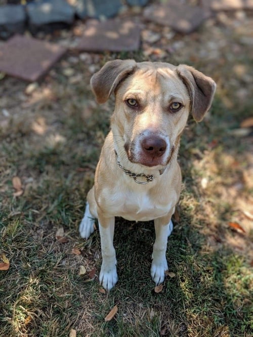 DEACON - Terrier / Boxer for adoption in Greensboro