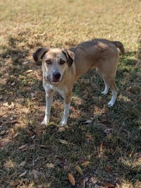 Deacon - Photo 6