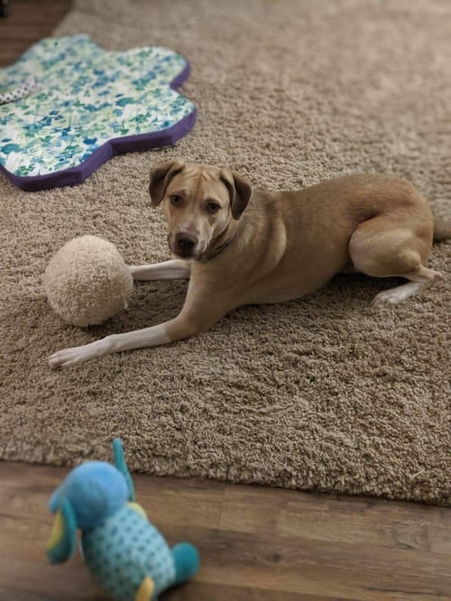 DEACON - Terrier / Boxer available for adoption