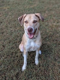 Deacon - Photo 4