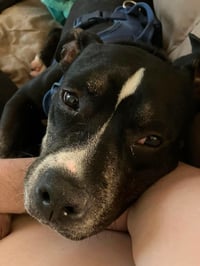 Bowser - Photo 2