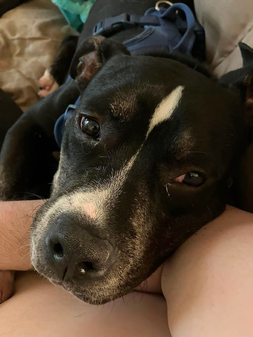 BOWSER - Bulldog / Boxer available for adoption