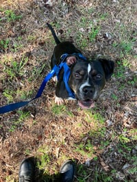 Bowser - Photo 3