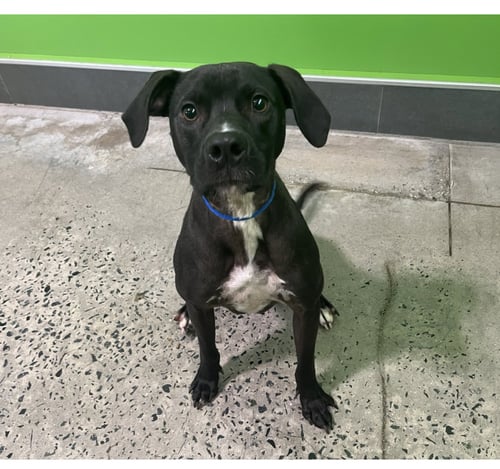 MAX - Beagle / Terrier for adoption in Greensboro