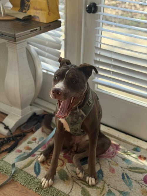 LETTERMAN LARRY - Unknown available for adoption