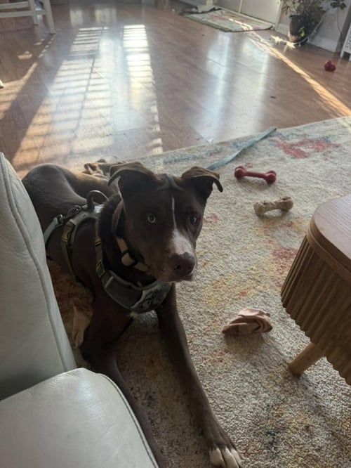 LETTERMAN LARRY - Unknown for adoption in Greensboro