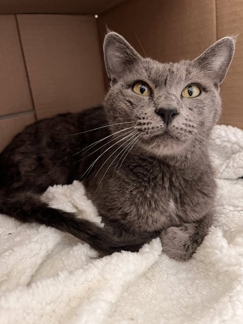 JOEY BOTTLES - Domestic Medium Hair available for adoption