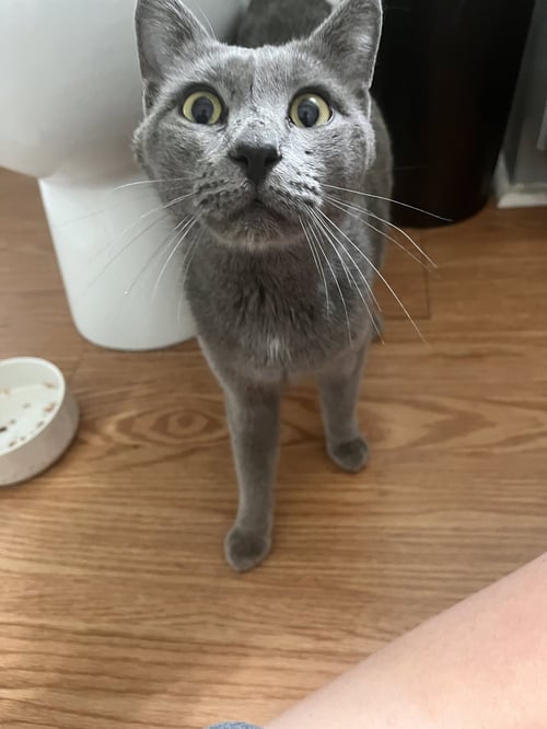 JOEY BOTTLES - Domestic Medium Hair for adoption in High Point