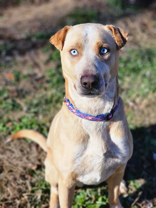 SPENCER - Labrador Retriever / Australian Cattle Dog/Blue Heeler for adoption in Greensboro
