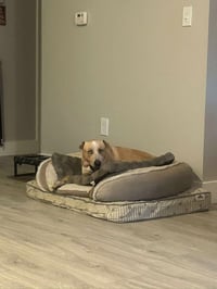 Spencer - Photo 5