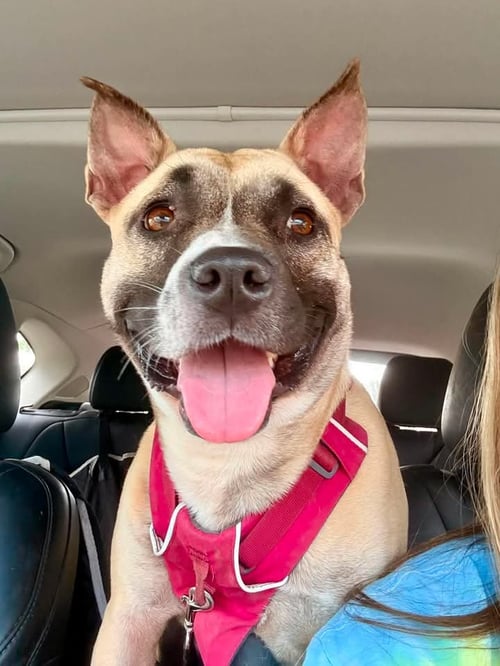POLLY - Terrier for adoption in Greensboro