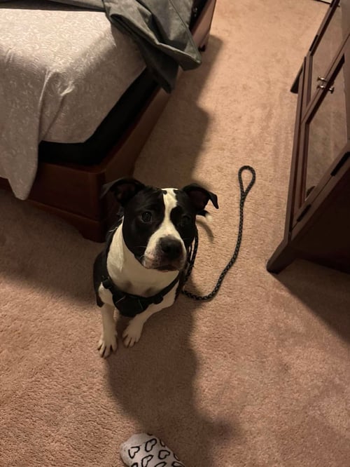 ECHO - Terrier for adoption in Greensboro