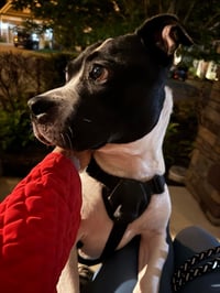 Echo - Photo 2