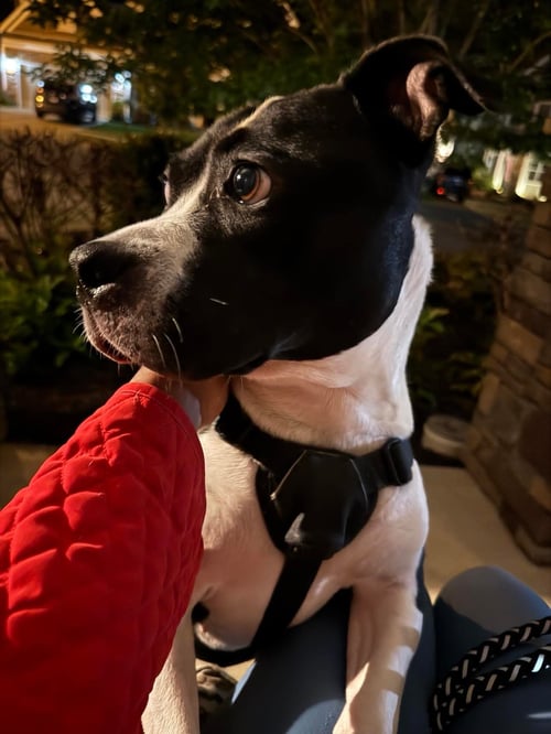 ECHO - Terrier available for adoption