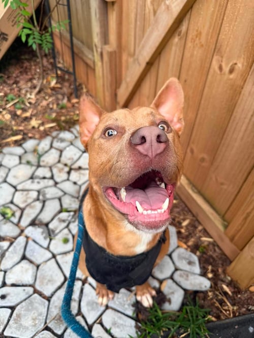 MOE - Terrier available for adoption