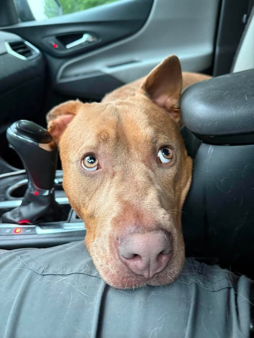 MOE - Terrier for adoption in Greensboro