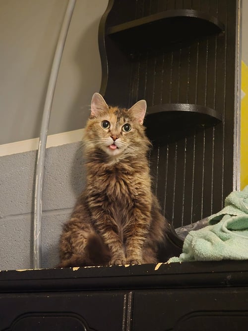 EDITH - Domestic Medium Hair for adoption in High Point