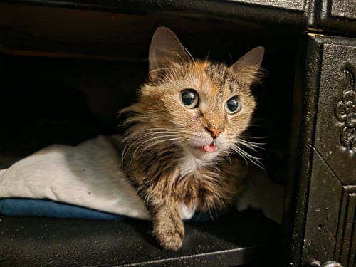 EDITH - Domestic Medium Hair available for adoption
