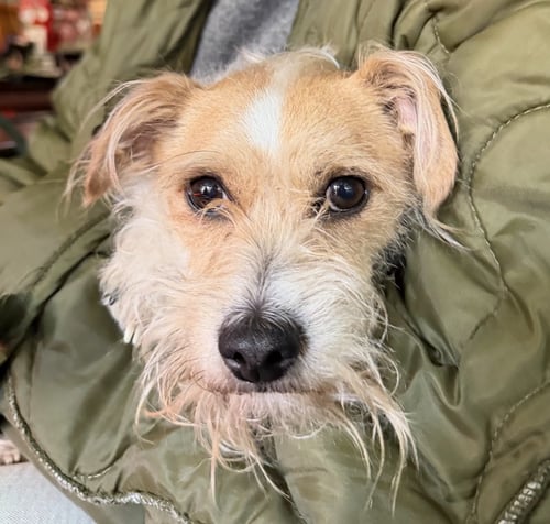 QUINCY - Terrier available for adoption