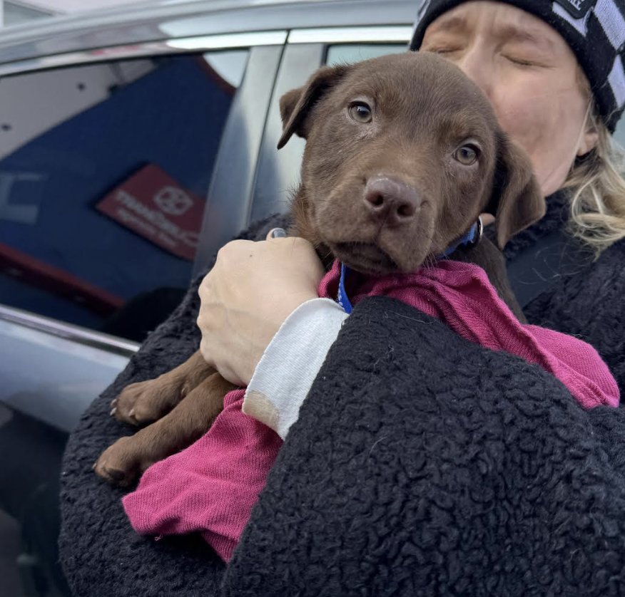 ROLO - Terrier / Labrador Retriever available for adoption