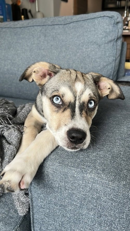 MADISON - Husky / Shepherd available for adoption
