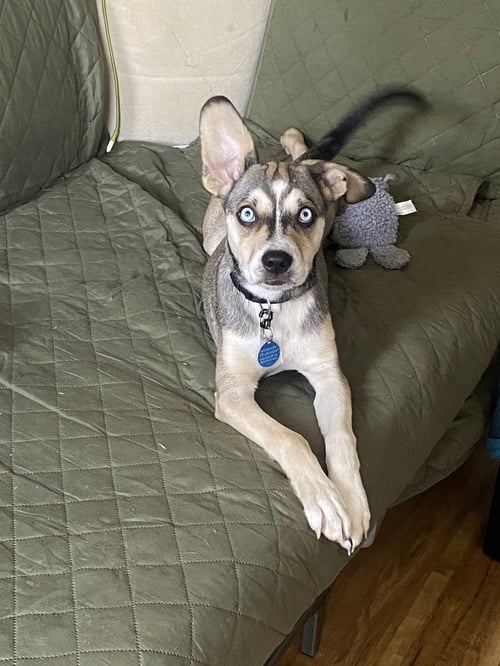 MADISON - Husky / Shepherd for adoption in Elizabeth