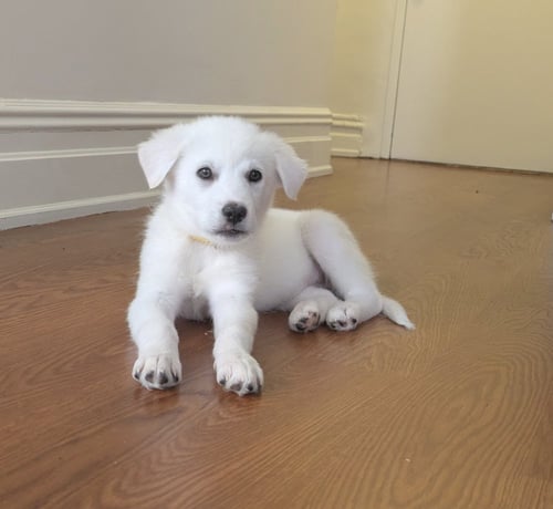 MINNIE - Great Pyrenees / Husky available for adoption