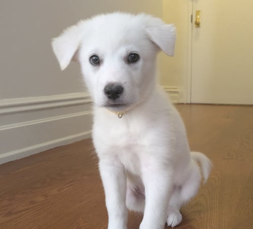 MINNIE - Great Pyrenees / Husky available for adoption