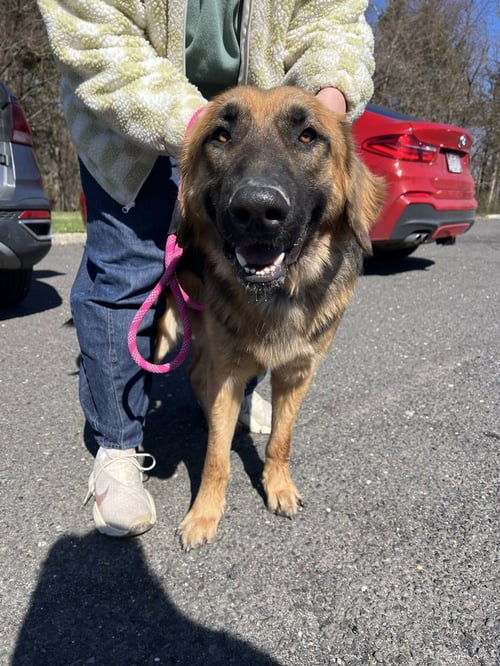 HOUDINI - German Shepherd Dog / Golden Retriever available for adoption