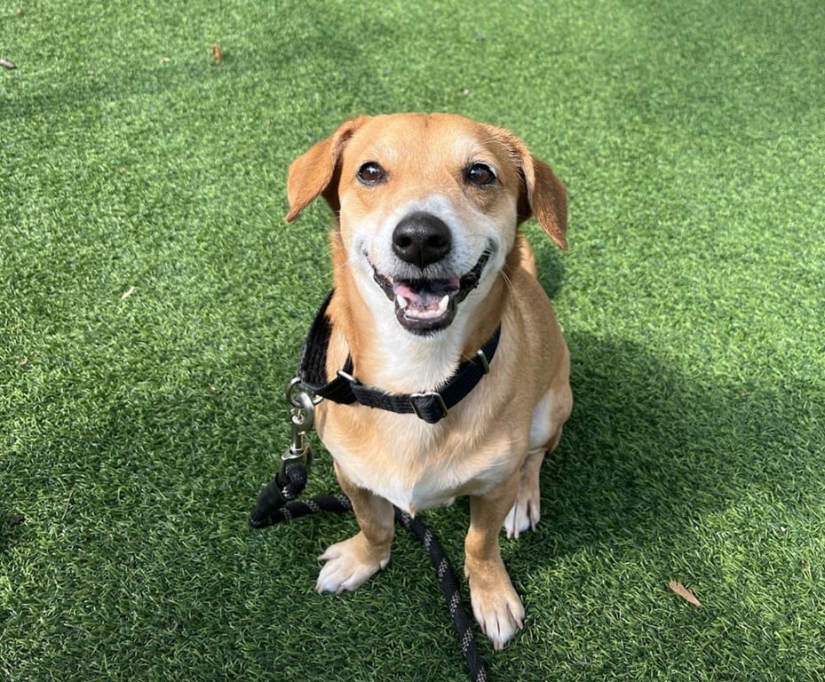 Sparky *ADOPTION FEE WAIVED* Image