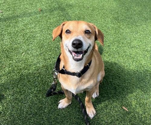 SPARKY *ADOPTION FEE WAIVED* - Chihuahua / Terrier available for adoption