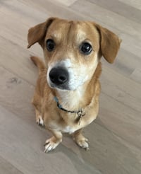 Sparky *ADOPTION FEE WAIVED* - Photo 4