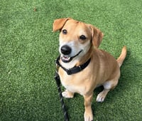 Sparky *ADOPTION FEE WAIVED* - Photo 2