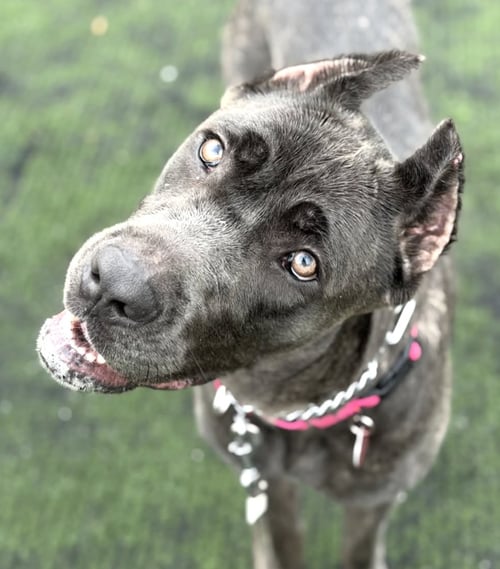 CORA - Cane Corso Mastiff for adoption in Elizabeth