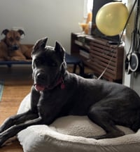 Cora - Photo 2
